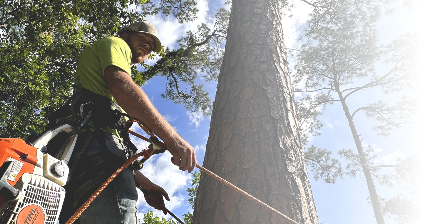 man preparing to climb up tall tree